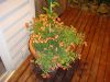 DSC00009.JPG