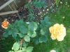 DSC01468.JPG